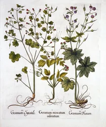 Robuste Storchschnäbel, aus Hortus Eystettensis, von Basil Besler, veröffentlicht 1613